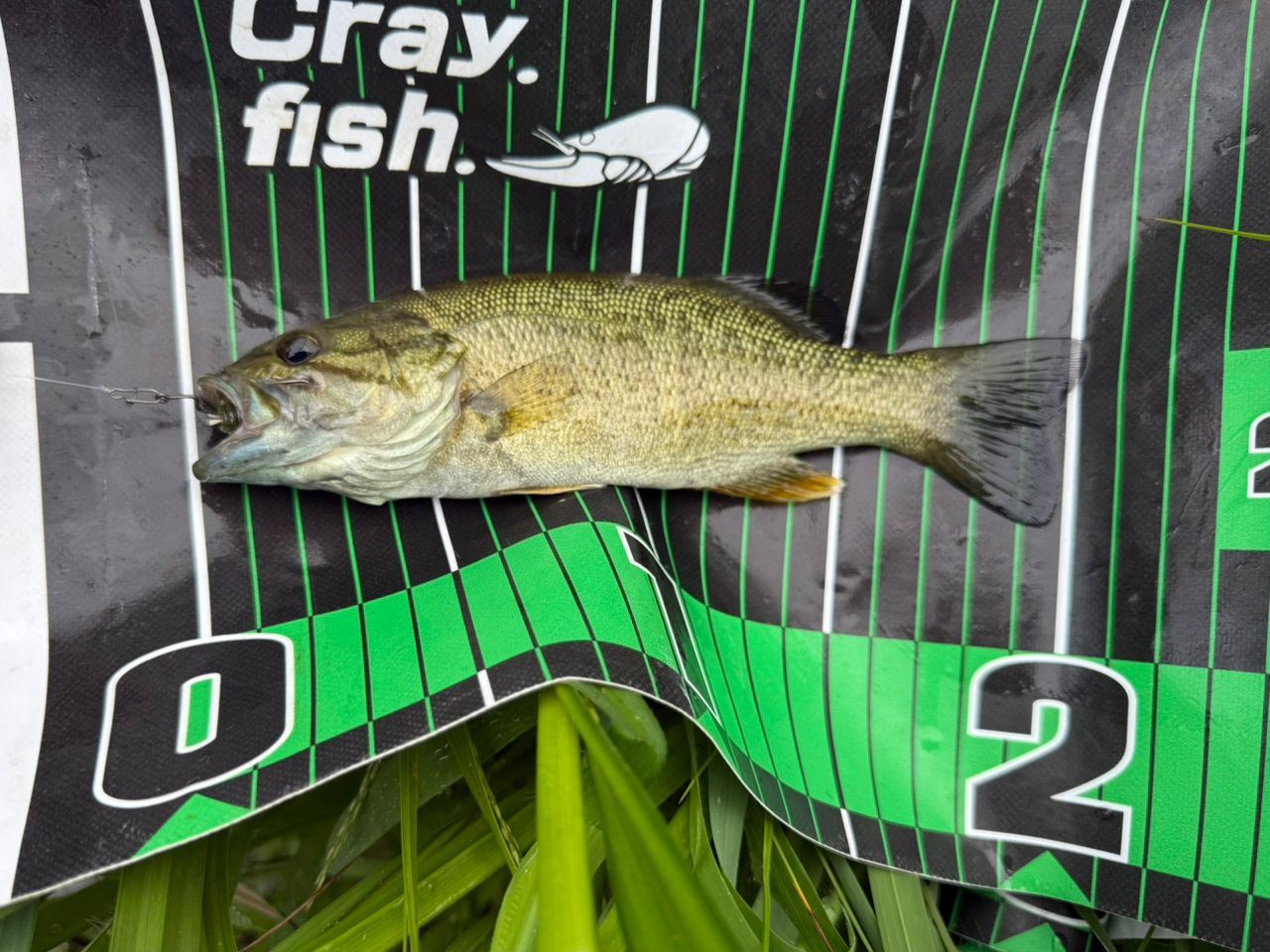 スモールマウスバス