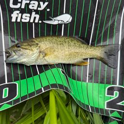 スモールマウスバス