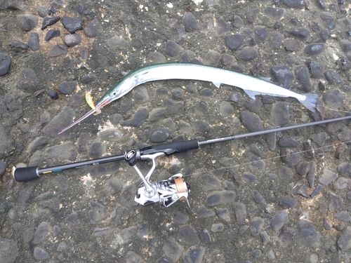 ダツの釣果