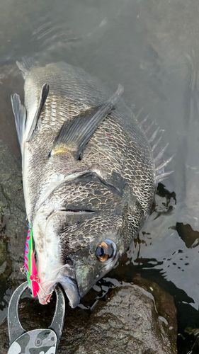 チヌの釣果