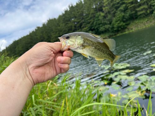 ラージマウスバスの釣果
