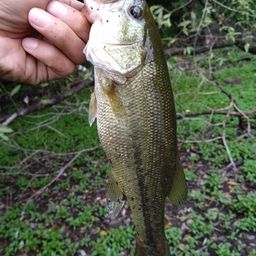 ラージマウスバス