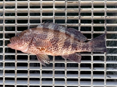 オオモンハタの釣果