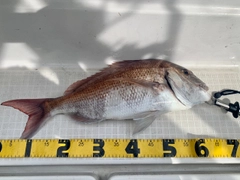 マダイの釣果