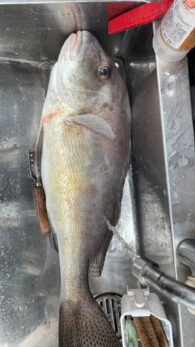 コロダイの釣果