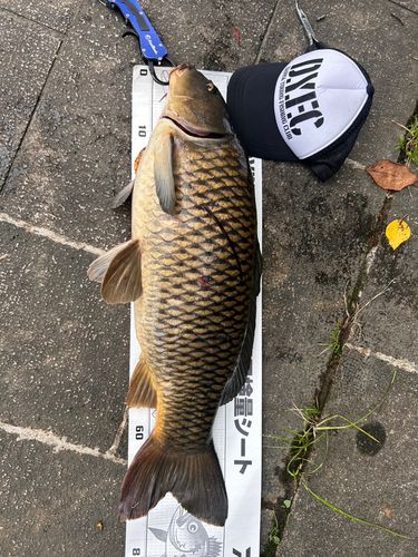 コイの釣果