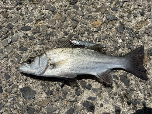 セイゴ（ヒラスズキ）の釣果