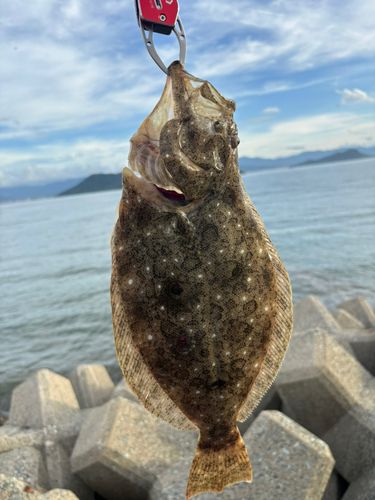ヒラメの釣果