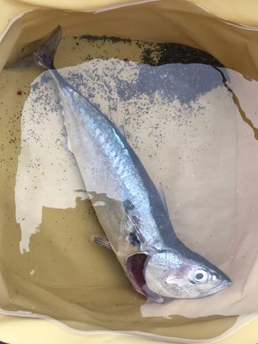 ソウダガツオの釣果