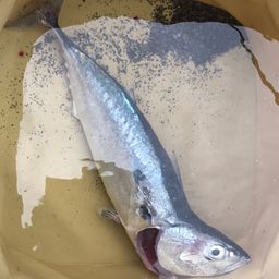 ソウダガツオ