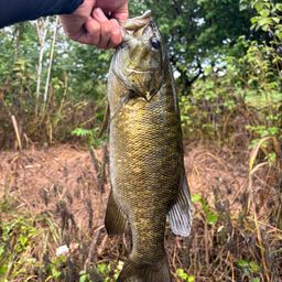 スモールマウスバス