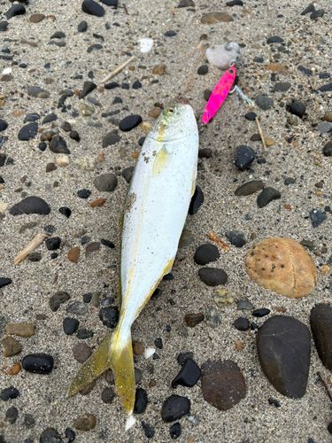ワカシの釣果