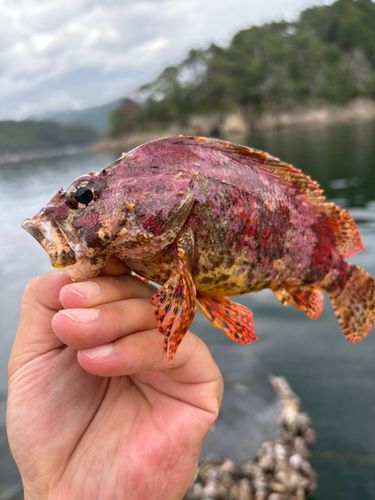ヨロイメバルの釣果