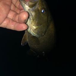 スモールマウスバス