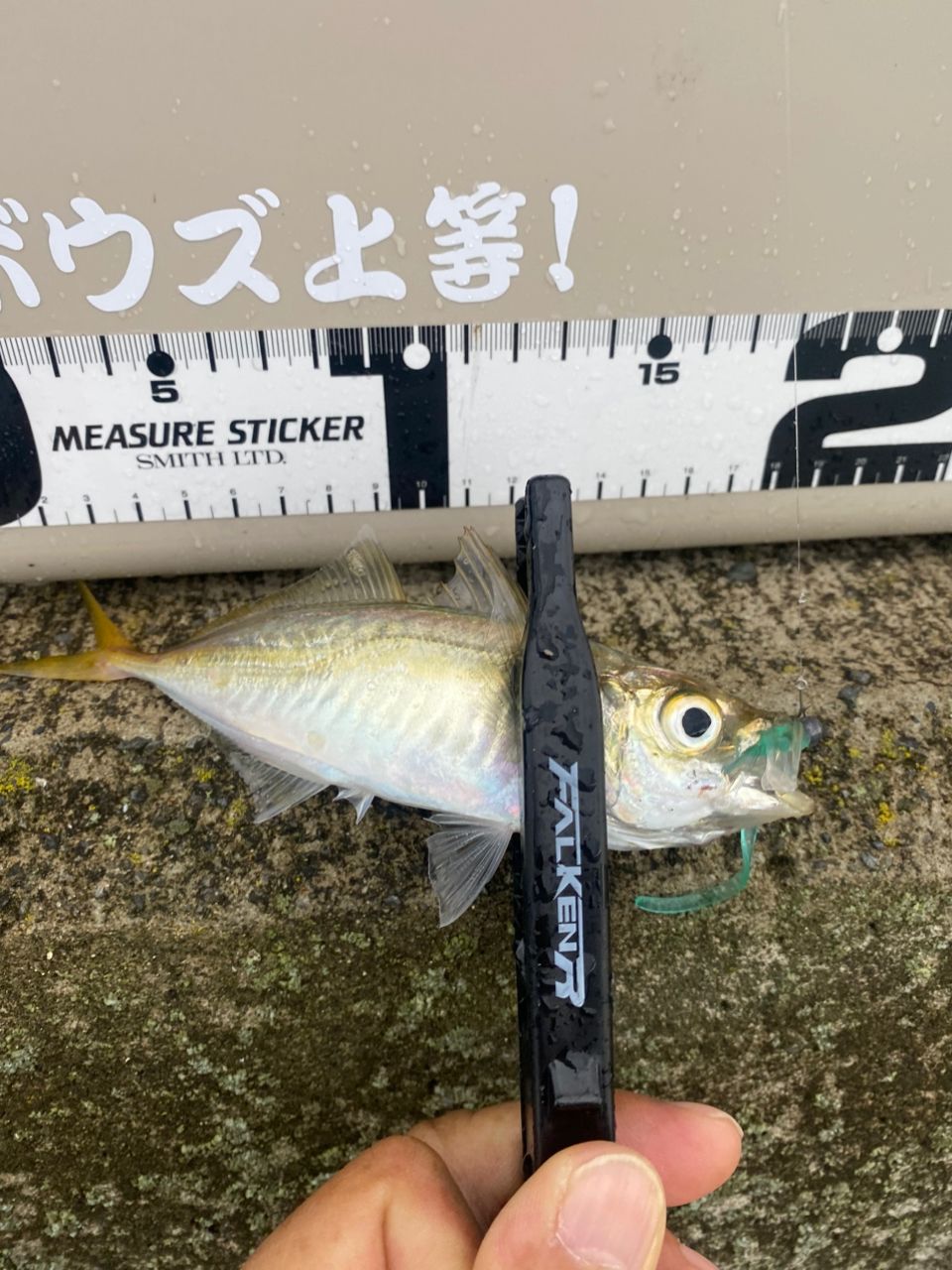 Megane king 鯵道5g　S582L AD5-S582L/AJI 鯵道5G アジング | ロッド,5Gシリーズ,鯵道5G