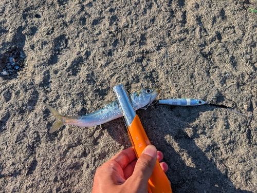 マイワシの釣果
