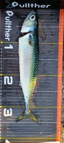 サバの釣果