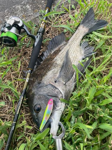 クロダイの釣果