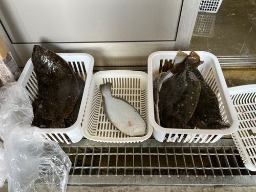 ヒラメの釣果