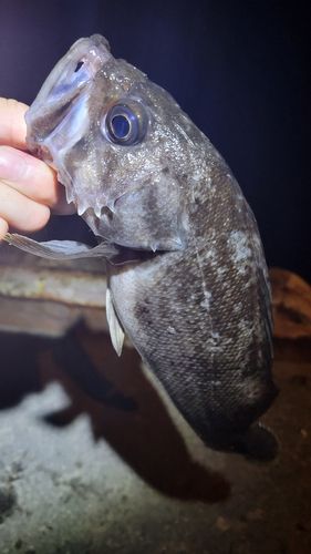 ソイの釣果