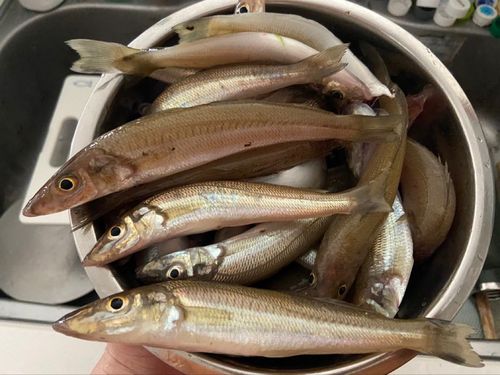 シロギスの釣果