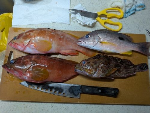 アカハタの釣果