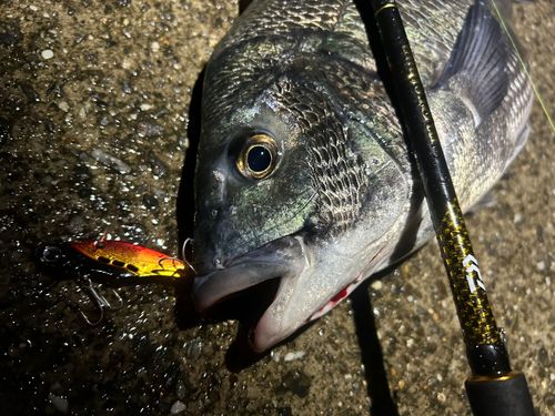 クロダイの釣果
