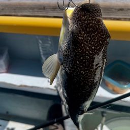 ショウサイフグ