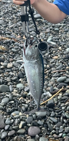 ソウダガツオの釣果