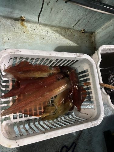 ケンサキイカの釣果