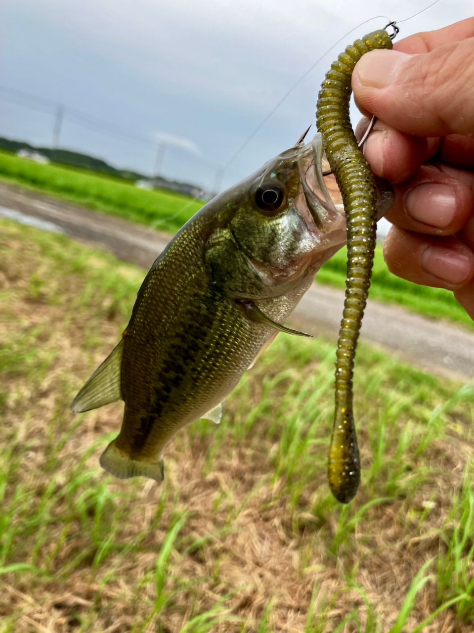 ラージマウスバス