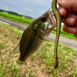 ラージマウスバス