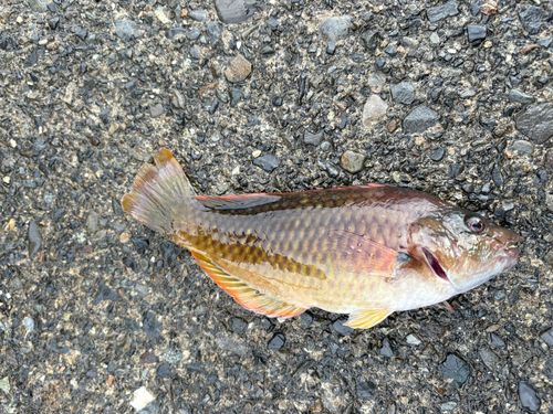 ベラの釣果