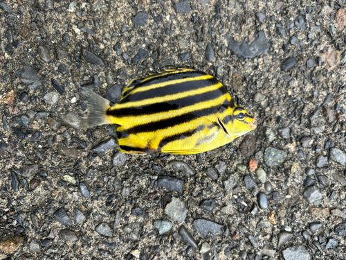 カゴカキダイの釣果