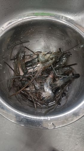 テナガエビの釣果