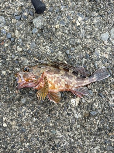 カサゴの釣果