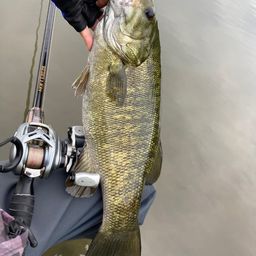 スモールマウスバス