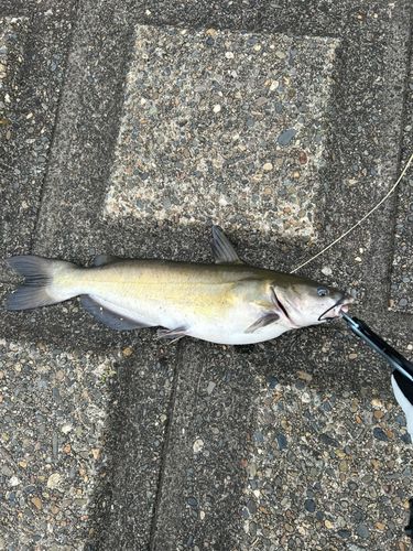 アメリカナマズの釣果