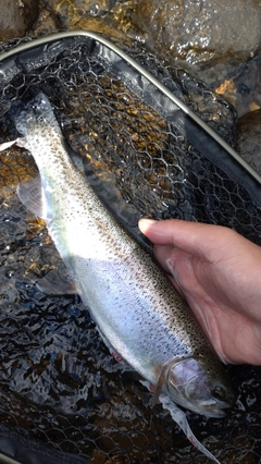 ニジマスの釣果