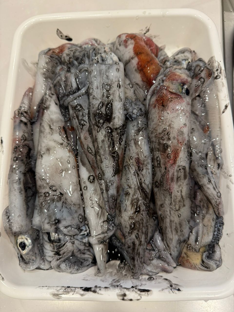 Kiyonnnnnnnさんの釣果 1枚目の画像