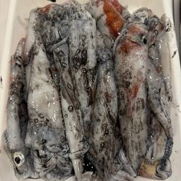 ケンサキイカ