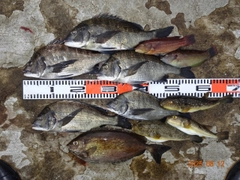 チヌの釣果