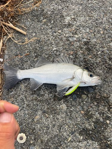 ハモの釣果