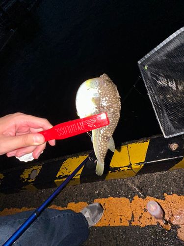 クサフグの釣果