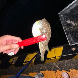 クサフグ