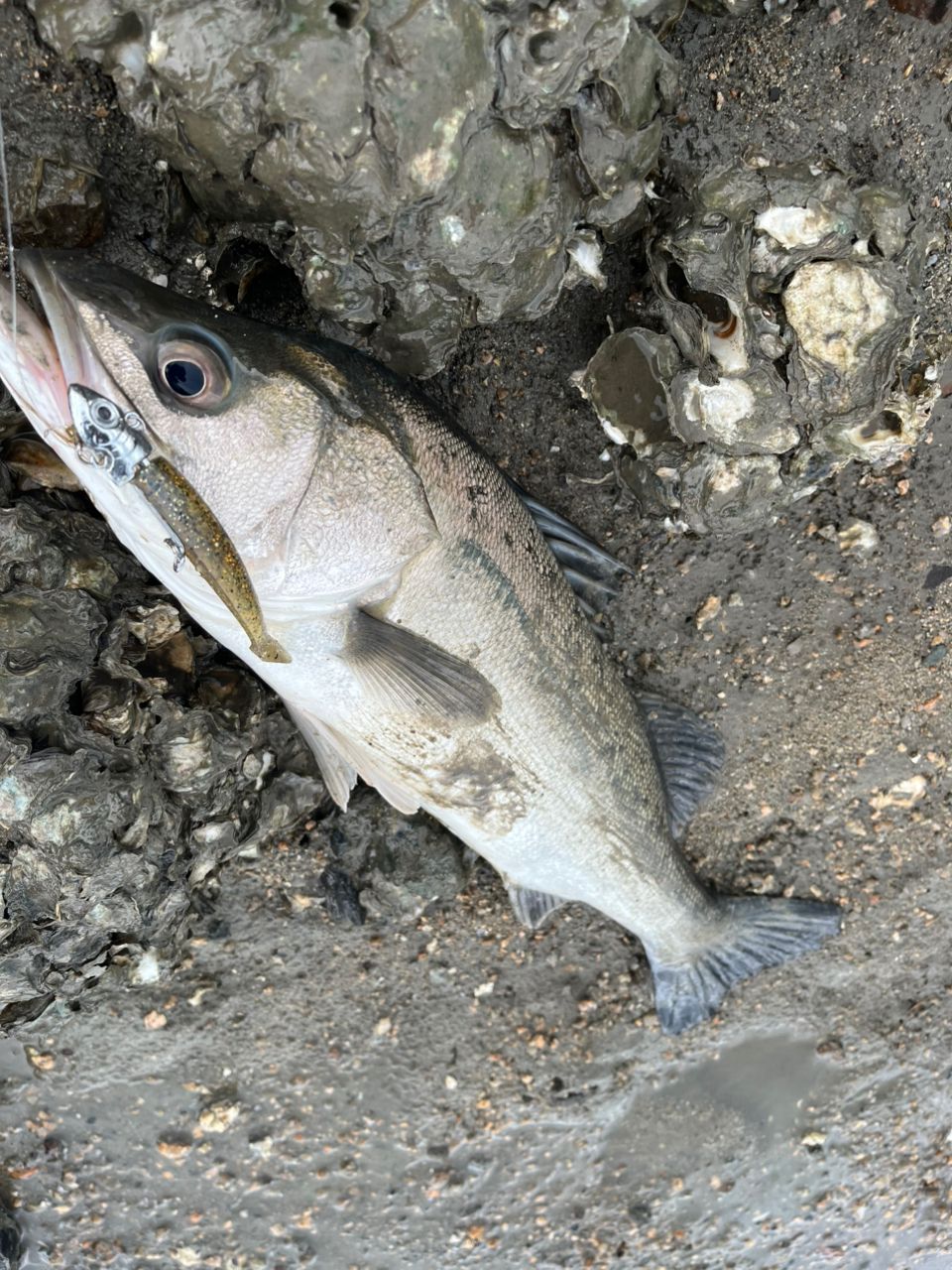 セイゴ（マルスズキ）