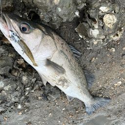 セイゴ（マルスズキ）