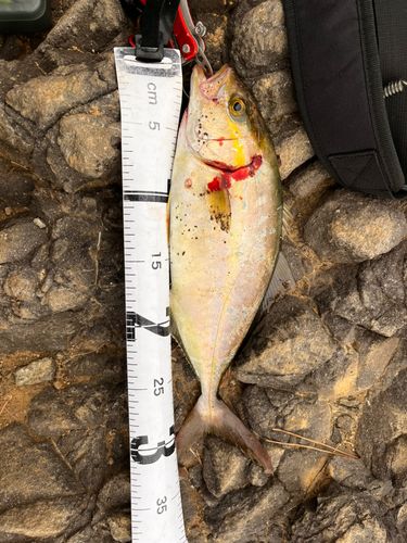 ショゴの釣果