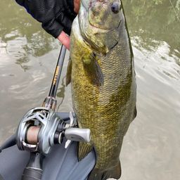 スモールマウスバス