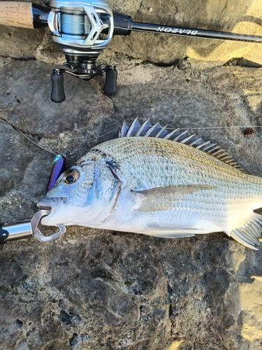ミナミクロダイの釣果